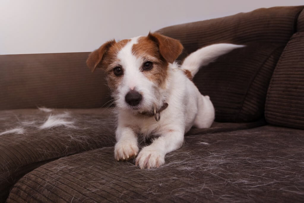 Tips To Remove Dog Smell From Your Home