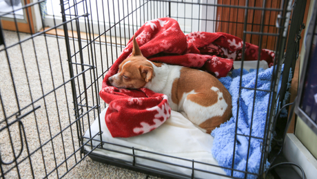 Tips To Remove Dog Smell From Your Home