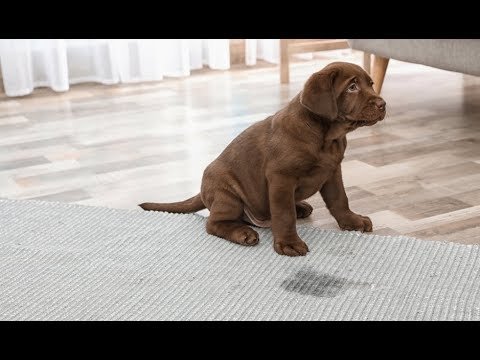 How To Remove Dog Smell Out Of Carpet