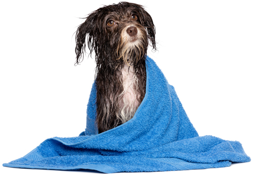 Tips To Remove Dog Smell From Your Home