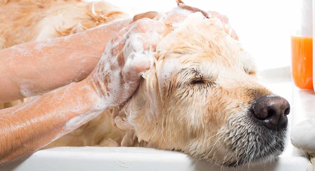 Tips Clean Your Dog Head To Toe